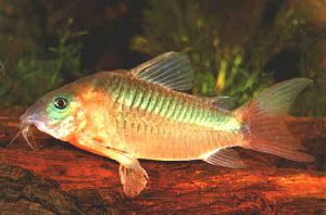Peces Corydoras aeneus