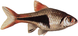 Peces Rasbora heteromorpha