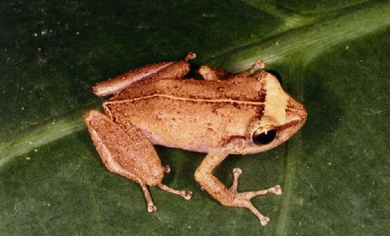 E. coqui