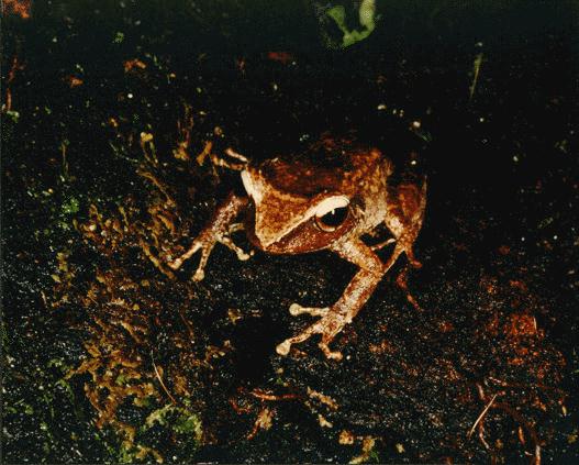 Eleutherodactylus portorricensis