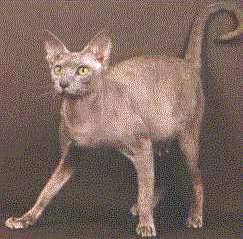 gatos Sphynx
