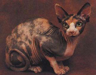 gatos Sphynx