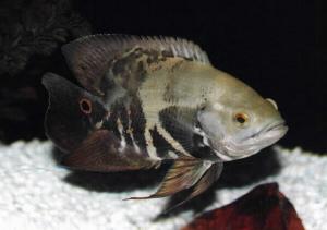 Peces Astronotus ocellatus