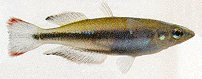 Peces Bedotia geayi