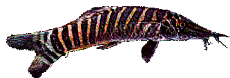 Peces Botia hymenophysa