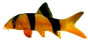 Peces Botia macrancantha