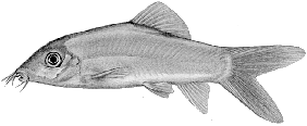 Peces Botia modesta