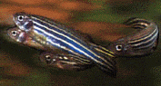 Peces Brachydanio rerio