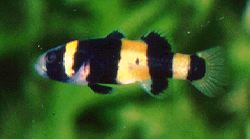 Peces Brachygobius xanthozona