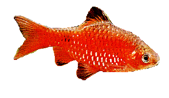 Peces Puntius conchonius