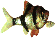 Peces Capoeta tetrazona