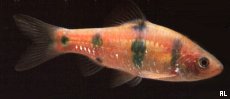 Peces Puntius everetti