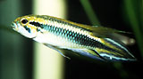 Peces Apistogramma agassizii