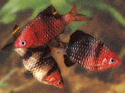 Peces Puntius nigrofasciatus