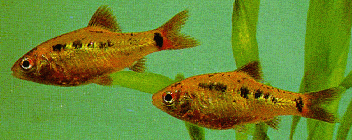 Peces Puntius 'schuberti'