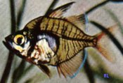 Peces Chanda ranga