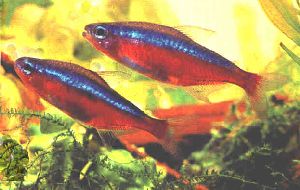 Peces Paracheirodon axelrodi