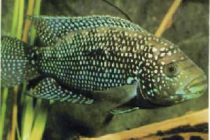 Peces Cichlasoma octofasciatum