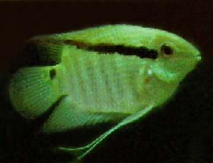 Peces Cichlasoma festivum