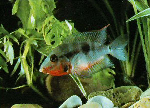 Peces Cichlasoma meeki