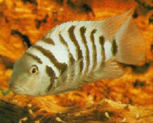 Peces Cichlasoma nigrofasciatum