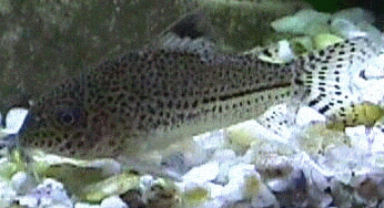 Peces Corydoras julii