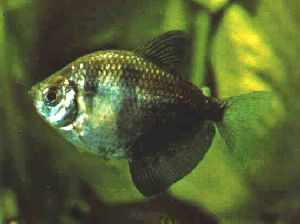 Peces Gymnocorimbus ternetzi