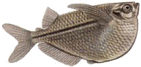 Peces Carnegiella marthae