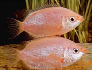 Peces Helostoma temmincki