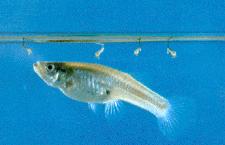 Peces Gambussia affinis