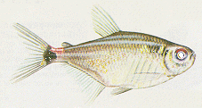 Peces Hemmigrammus ocellifer