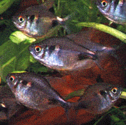 Peces Hemmigrammus pulcher