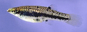 Peces Heterandria formosa