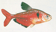 Peces Hyphessobrycon callistus