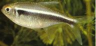 Peces Hyphessobrycon herbertaxelrodi