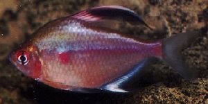 Peces Hyphessobrycon erythrostigma