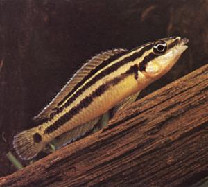 Peces Julidochromis ornatus