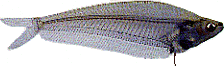 Peces Kryptopterus bicirrhis