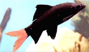Peces Epalzeorhynchus bicolor