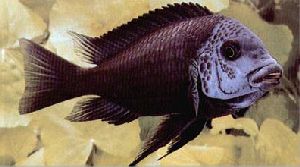 Peces Tropheus duboisi