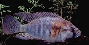 Peces Haplochromis burtoni