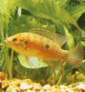 Peces Hemichromis bimaculatus