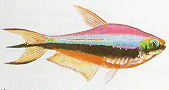 Peces Nematobrycon palmeri