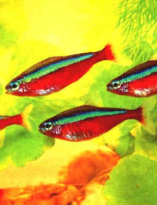 Peces Paracheirodon innesi