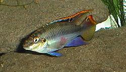 Peces Pelvicachromis pulcher