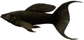 Peces Poecilia sphenops