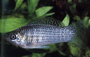 Peces Poecilia velifera