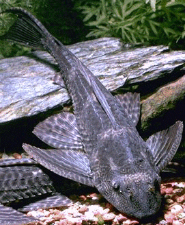 Peces Plecostomus punctatus