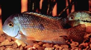 Peces Hypsophrys nicaraguense