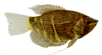 Peces Sphaerichtys osphromenoides